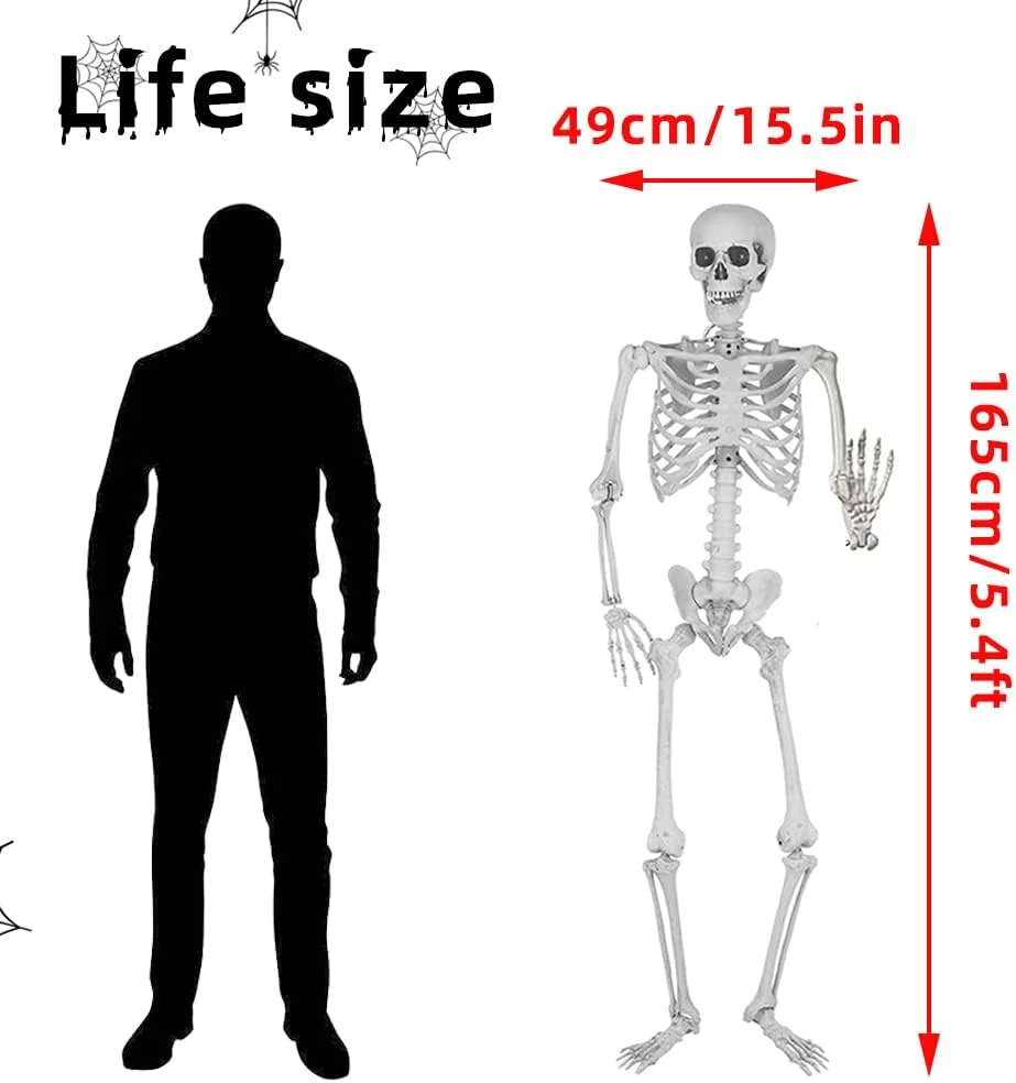5.4Ft/165cm Halloween Skeleton Full Body Life Size Human Bones with Movable Joints for Indoor Outdoor Halloween Props Decorations - Image 2